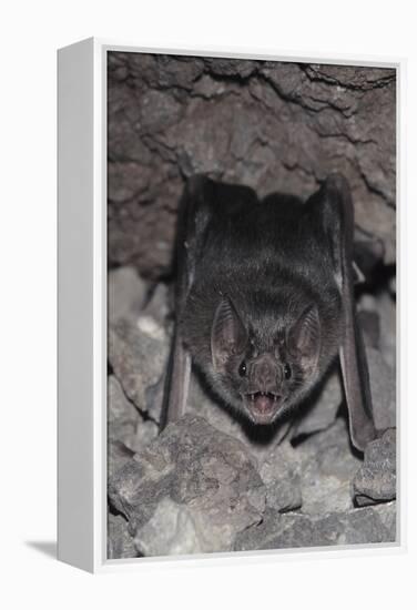Common Vampire Bat (Desmodus Rotundus) at Roost, Sonora, Mexico-Barry Mansell-Framed Premier Image Canvas