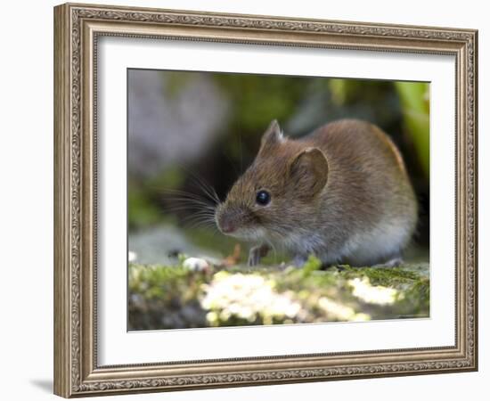 Common Vole, (Microtus Arvalis), Bielefeld, Nordrhein Westfalen, Germany-Thorsten Milse-Framed Photographic Print