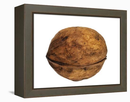 Common Walnut, Native to Southern Europe and Asia-Philippe Clement-Framed Premier Image Canvas