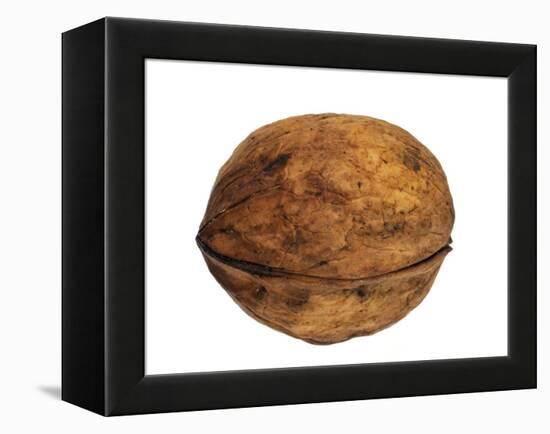 Common Walnut, Native to Southern Europe and Asia-Philippe Clement-Framed Premier Image Canvas