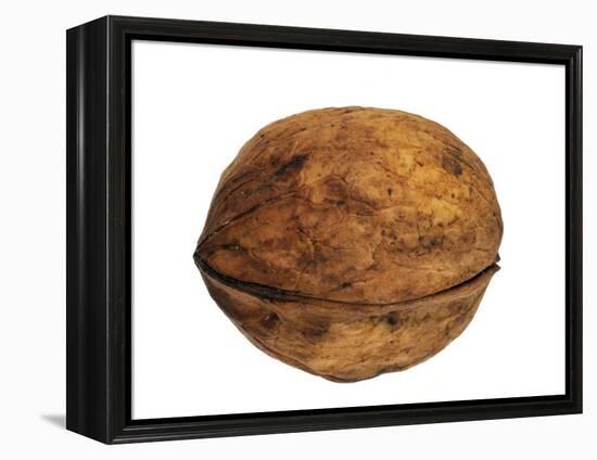 Common Walnut, Native to Southern Europe and Asia-Philippe Clement-Framed Premier Image Canvas