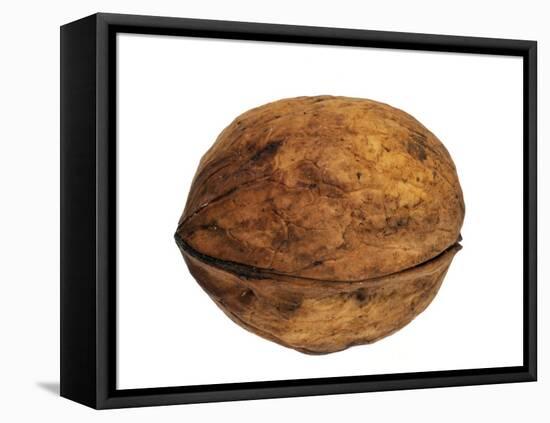Common Walnut, Native to Southern Europe and Asia-Philippe Clement-Framed Premier Image Canvas