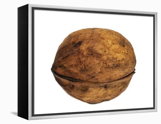 Common Walnut, Native to Southern Europe and Asia-Philippe Clement-Framed Premier Image Canvas