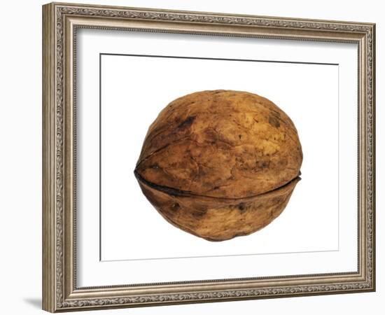 Common Walnut, Native to Southern Europe and Asia-Philippe Clement-Framed Photographic Print