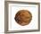 Common Walnut, Native to Southern Europe and Asia-Philippe Clement-Framed Photographic Print