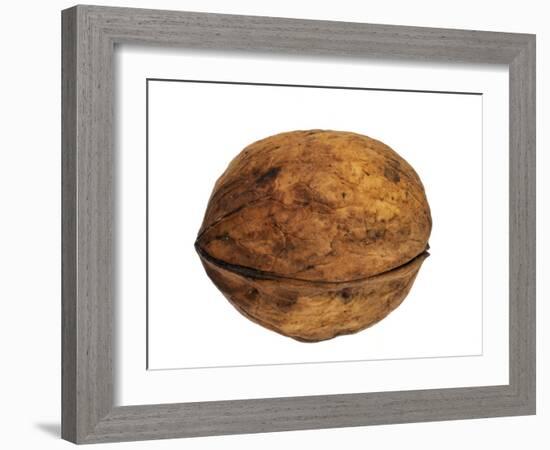 Common Walnut, Native to Southern Europe and Asia-Philippe Clement-Framed Photographic Print
