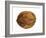 Common Walnut, Native to Southern Europe and Asia-Philippe Clement-Framed Photographic Print