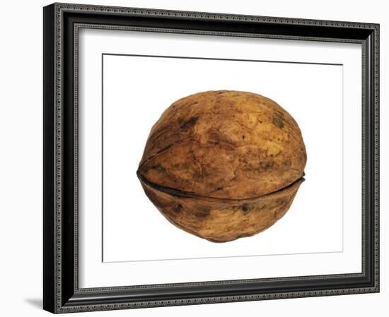 Common Walnut, Native to Southern Europe and Asia-Philippe Clement-Framed Photographic Print
