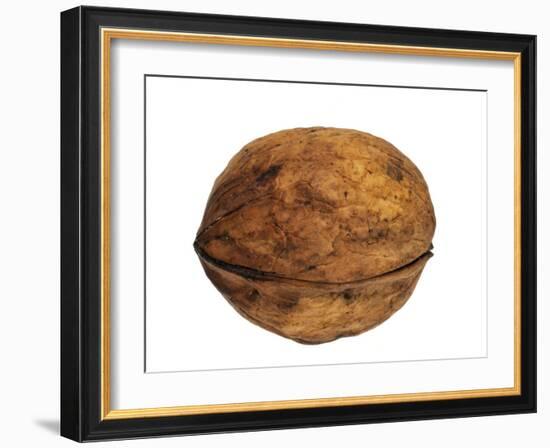 Common Walnut, Native to Southern Europe and Asia-Philippe Clement-Framed Photographic Print