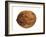 Common Walnut, Native to Southern Europe and Asia-Philippe Clement-Framed Photographic Print