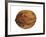 Common Walnut, Native to Southern Europe and Asia-Philippe Clement-Framed Photographic Print