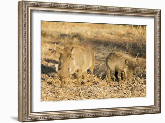 Common warthog (Phacochoerus africanus), Kruger National Park, South Africa, Africa-Christian Kober-Framed Photographic Print