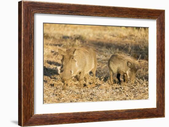 Common warthog (Phacochoerus africanus), Kruger National Park, South Africa, Africa-Christian Kober-Framed Photographic Print