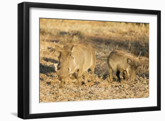 Common warthog (Phacochoerus africanus), Kruger National Park, South Africa, Africa-Christian Kober-Framed Photographic Print