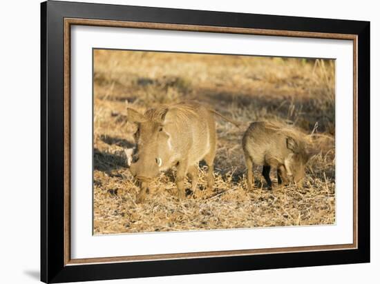 Common warthog (Phacochoerus africanus), Kruger National Park, South Africa, Africa-Christian Kober-Framed Photographic Print