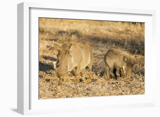 Common warthog (Phacochoerus africanus), Kruger National Park, South Africa, Africa-Christian Kober-Framed Photographic Print