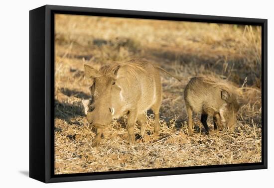 Common warthog (Phacochoerus africanus), Kruger National Park, South Africa, Africa-Christian Kober-Framed Premier Image Canvas