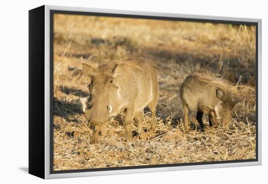 Common warthog (Phacochoerus africanus), Kruger National Park, South Africa, Africa-Christian Kober-Framed Premier Image Canvas