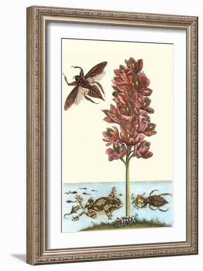 Common Water Hyacinth with a Veined Tree Frog and a Giant Water Bug-Maria Sibylla Merian-Framed Art Print