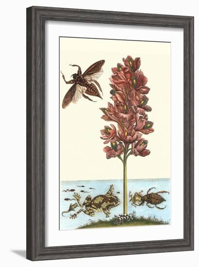 Common Water Hyacinth with a Veined Tree Frog and a Giant Water Bug-Maria Sibylla Merian-Framed Art Print