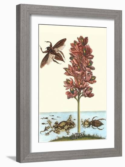 Common Water Hyacinth with a Veined Tree Frog and a Giant Water Bug-Maria Sibylla Merian-Framed Art Print