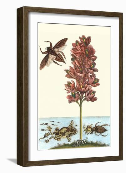 Common Water Hyacinth with a Veined Tree Frog and a Giant Water Bug-Maria Sibylla Merian-Framed Art Print