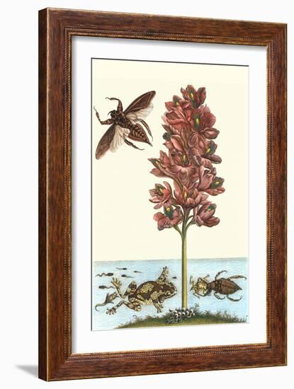 Common Water Hyacinth with a Veined Tree Frog and a Giant Water Bug-Maria Sibylla Merian-Framed Art Print