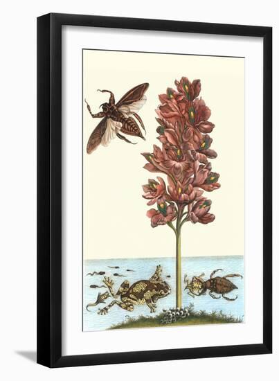 Common Water Hyacinth with a Veined Tree Frog and a Giant Water Bug-Maria Sibylla Merian-Framed Art Print