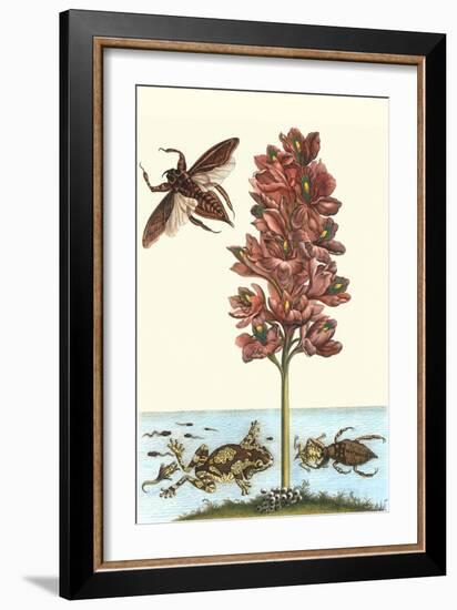 Common Water Hyacinth with a Veined Tree Frog and a Giant Water Bug-Maria Sibylla Merian-Framed Art Print