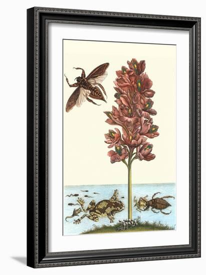 Common Water Hyacinth with a Veined Tree Frog and a Giant Water Bug-Maria Sibylla Merian-Framed Art Print