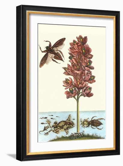 Common Water Hyacinth with a Veined Tree Frog and a Giant Water Bug-Maria Sibylla Merian-Framed Art Print