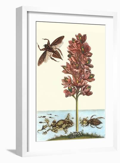 Common Water Hyacinth with a Veined Tree Frog and a Giant Water Bug-Maria Sibylla Merian-Framed Premium Giclee Print