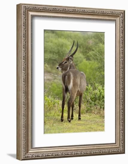 Common Waterbuck Grazing-Joe McDonald-Framed Photographic Print