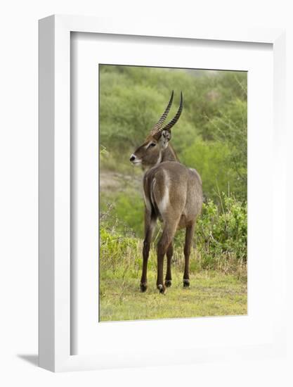 Common Waterbuck Grazing-Joe McDonald-Framed Photographic Print