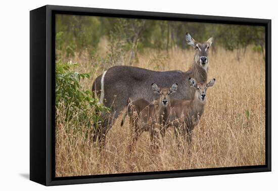 Common Waterbuck (Kobus Ellipsiprymnus Ellipsiprymnus), Kruger National Park, Africa-James Hager-Framed Premier Image Canvas