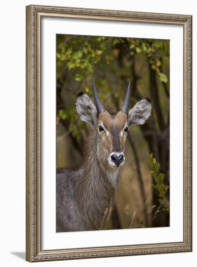 Common Waterbuck (Kobus Ellipsiprymnus Ellipsiprymnus), Kruger National Park, Africa-James Hager-Framed Photographic Print