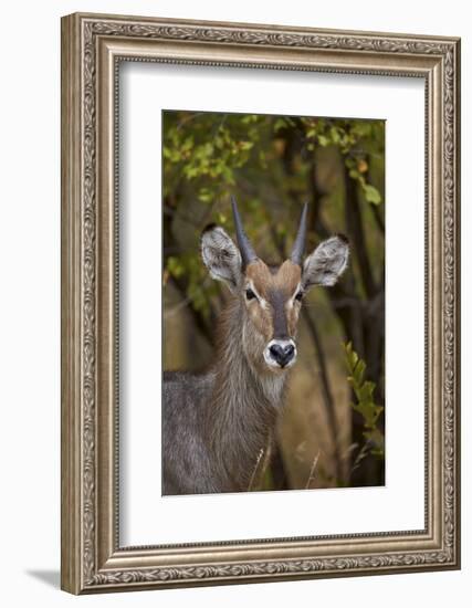 Common Waterbuck (Kobus Ellipsiprymnus Ellipsiprymnus), Kruger National Park, Africa-James Hager-Framed Photographic Print