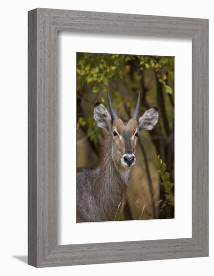 Common Waterbuck (Kobus Ellipsiprymnus Ellipsiprymnus), Kruger National Park, Africa-James Hager-Framed Photographic Print