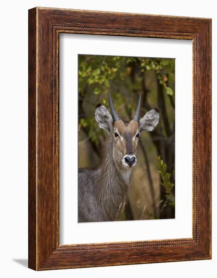 Common Waterbuck (Kobus Ellipsiprymnus Ellipsiprymnus), Kruger National Park, Africa-James Hager-Framed Photographic Print