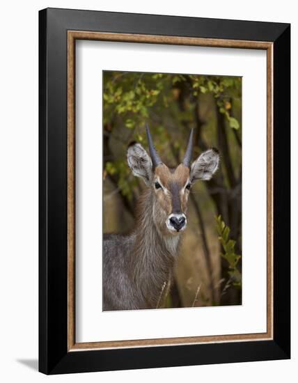 Common Waterbuck (Kobus Ellipsiprymnus Ellipsiprymnus), Kruger National Park, Africa-James Hager-Framed Photographic Print