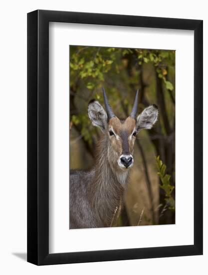 Common Waterbuck (Kobus Ellipsiprymnus Ellipsiprymnus), Kruger National Park, Africa-James Hager-Framed Photographic Print