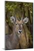 Common Waterbuck (Kobus Ellipsiprymnus Ellipsiprymnus), Kruger National Park, Africa-James Hager-Mounted Photographic Print