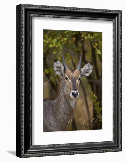 Common Waterbuck (Kobus Ellipsiprymnus Ellipsiprymnus), Kruger National Park, Africa-James Hager-Framed Photographic Print