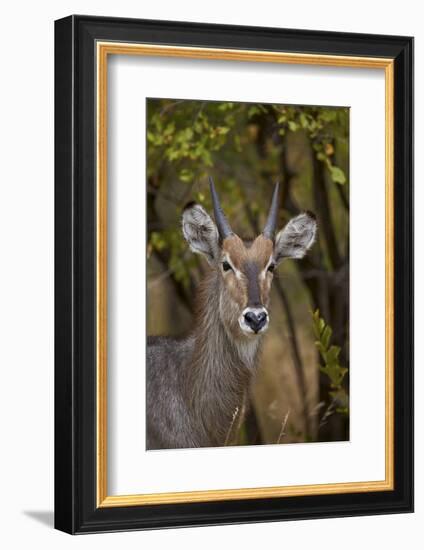 Common Waterbuck (Kobus Ellipsiprymnus Ellipsiprymnus), Kruger National Park, Africa-James Hager-Framed Photographic Print