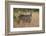 Common Waterbuck (Kobus Ellipsiprymnus Ellipsiprymnus), Kruger National Park, Africa-James Hager-Framed Photographic Print