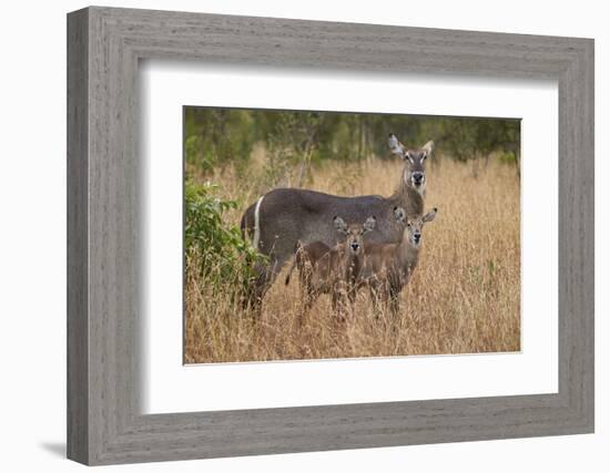 Common Waterbuck (Kobus Ellipsiprymnus Ellipsiprymnus), Kruger National Park, Africa-James Hager-Framed Photographic Print