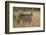 Common Waterbuck (Kobus Ellipsiprymnus Ellipsiprymnus), Kruger National Park, Africa-James Hager-Framed Photographic Print