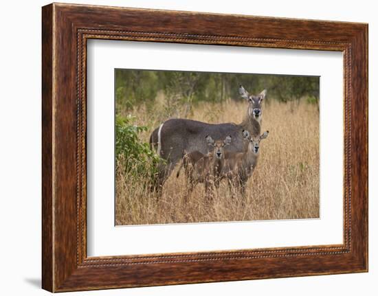 Common Waterbuck (Kobus Ellipsiprymnus Ellipsiprymnus), Kruger National Park, Africa-James Hager-Framed Photographic Print