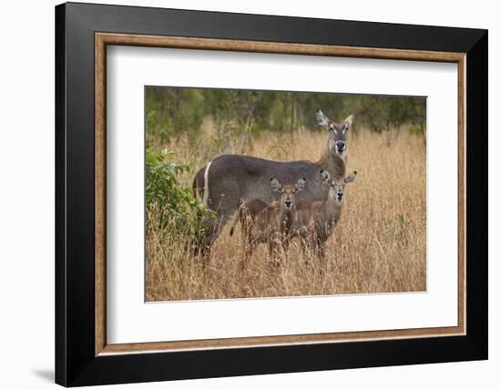 Common Waterbuck (Kobus Ellipsiprymnus Ellipsiprymnus), Kruger National Park, Africa-James Hager-Framed Photographic Print