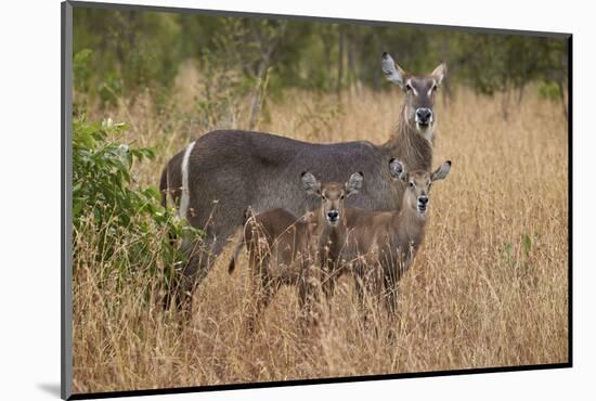 Common Waterbuck (Kobus Ellipsiprymnus Ellipsiprymnus), Kruger National Park, Africa-James Hager-Mounted Photographic Print